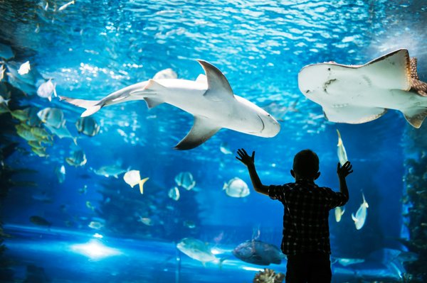 Où trouver les meilleurs aquariums en Île-de-France ?
